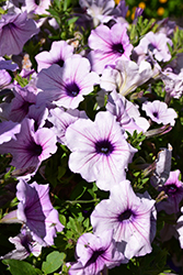 Opera Supreme Lilac Ice Petunia (Petunia 'Opera Supreme Lilac Ice') at Lakeshore Garden Centres