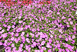 Opera Supreme Lavender Petunia (Petunia 'Opera Supreme Lavender') at Lakeshore Garden Centres