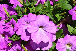 Opera Supreme Lavender Petunia (Petunia 'Opera Supreme Lavender') at Lakeshore Garden Centres