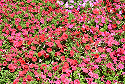 Opera Supreme Coral Petunia (Petunia 'Opera Supreme Coral') at Lakeshore Garden Centres