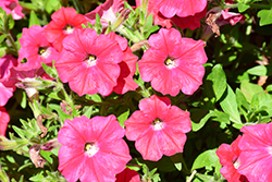 Opera Supreme Coral Petunia (Petunia 'Opera Supreme Coral') at Lakeshore Garden Centres