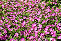 Opera Supreme Pink Morn Petunia (Petunia 'Opera Supreme Pink Morn') at Lakeshore Garden Centres