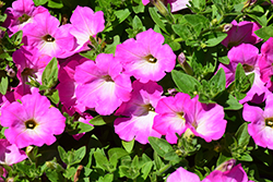 Opera Supreme Pink Morn Petunia (Petunia 'Opera Supreme Pink Morn') at Lakeshore Garden Centres