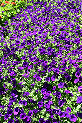 Opera Supreme Blue Petunia (Petunia 'Opera Supreme Blue') at Lakeshore Garden Centres