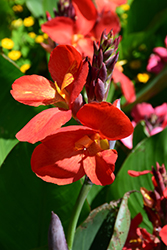 South Pacific Red Canna (Canna 'South Pacific Red') at Lakeshore Garden Centres
