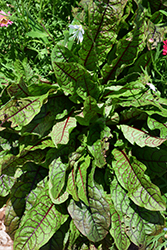Raspberry Dressing Sorrel (Rumex sanguineus 'Raspberry Dressing') at Lakeshore Garden Centres