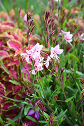 Grace Compact Pink Gaura (Gaura lindheimeri 'Grace Compact Pink') at Lakeshore Garden Centres