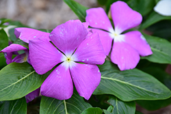 Mega Bloom Deep Lavender Vinca (Catharanthus roseus 'Mega Bloom Deep Lavender') at Lakeshore Garden Centres