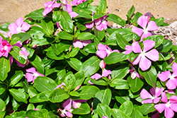 Mega Bloom Pink Vinca (Catharanthus roseus 'Mega Bloom Pink') at Lakeshore Garden Centres