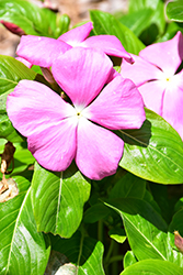 Mega Bloom Pink Vinca (Catharanthus roseus 'Mega Bloom Pink') at Lakeshore Garden Centres