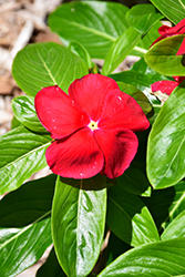 Mega Bloom Red Vinca (Catharanthus roseus 'Mega Bloom Red') at Lakeshore Garden Centres