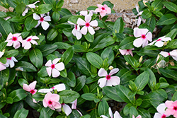 Mega Bloom Apricot Vinca (Catharanthus roseus 'Mega Bloom Apricot') at Lakeshore Garden Centres
