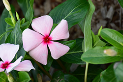 Mega Bloom Apricot Vinca (Catharanthus roseus 'Mega Bloom Apricot') at Lakeshore Garden Centres