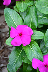 Mega Bloom Grape Vinca (Catharanthus roseus 'Mega Bloom Grape') at Lakeshore Garden Centres