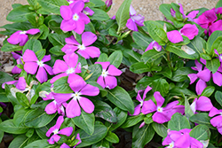 Mega Bloom Deep Lavender Vinca (Catharanthus roseus 'Mega Bloom Deep Lavender') at Lakeshore Garden Centres