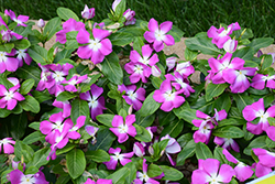 Mega Bloom Orchid Halo Vinca (Catharanthus roseus 'Mega Bloom Orchid Halo') at Lakeshore Garden Centres
