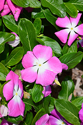 Mega Bloom Pink Halo Vinca (Catharanthus roseus 'Mega Bloom Pink Halo') at Lakeshore Garden Centres