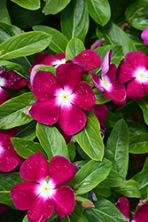 Mega Bloom Burgundy with Eye Vinca (Catharanthus roseus 'Mega Bloom Burgundy with Eye') at Lakeshore Garden Centres
