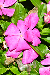 Mega Bloom Peach Pink Vinca (Catharanthus roseus 'Mega Bloom Peach Pink') at Lakeshore Garden Centres