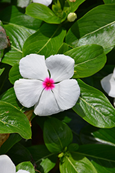 Mega Bloom Polka Dot Vinca (Catharanthus roseus 'Mega Bloom Polka Dot') at Lakeshore Garden Centres