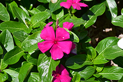 Mega Bloom Purple Vinca (Catharanthus roseus 'Mega Bloom Purple') at Lakeshore Garden Centres