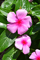 Mega Bloom Strawberry Vinca (Catharanthus roseus 'Mega Bloom Strawberry') at Lakeshore Garden Centres