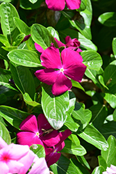 Mega Bloom Raspberry Vinca (Catharanthus roseus 'Mega Bloom Raspberry') at Lakeshore Garden Centres