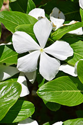 Mega Bloom White Vinca (Catharanthus roseus 'Mega Bloom White') at Lakeshore Garden Centres