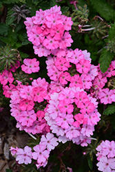 Empress Sun Pink Verbena (Verbena 'Empress Sun Pink') at Lakeshore Garden Centres