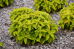 Chartres Street Coleus (Solenostemon scutellarioides 'Chartres Street') at Lakeshore Garden Centres