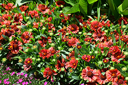 SpinTop Yellow Touch Blanket Flower (Gaillardia aristata 'SpinTop Yellow Touch') at Peter Knippel Garden Centre