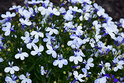 Techno Upright Delft Blue Lobelia (Lobelia erinus 'Techno Upright Delft Blue') at Lakeshore Garden Centres