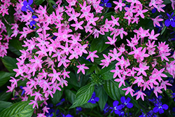 HoneyCluster Pink Star Flower (Pentas lanceolata 'Honey Cluster Pink') at Lakeshore Garden Centres