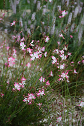 Little Janie Gaura (Gaura lindheimeri 'Little Janie') at Lakeshore Garden Centres