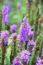Moody Blues Mauve Speedwell (Veronica 'Novavermau') at Lakeshore Garden Centres