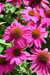 Sombrero Hot Pink Coneflower (Echinacea 'Kiechotpi') at Lakeshore Garden Centres
