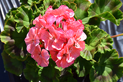 Pinto Premium Salmon Splash Geranium (Pelargonium 'Pinto Premium Salmon Splash') at Lakeshore Garden Centres