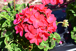 Pinto Premium Violet Geranium (Pelargonium 'Pinto Premium Violet') at Lakeshore Garden Centres