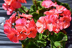 Multibloom Salmon Geranium (Pelargonium 'Multibloom Salmon') at Lakeshore Garden Centres