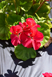 Multibloom Violet Geranium (Pelargonium 'Multibloom Violet') at Lakeshore Garden Centres