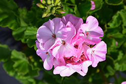 Pinto Premium Lavender Geranium (Pelargonium 'Pinto Premium Lavender') at Lakeshore Garden Centres