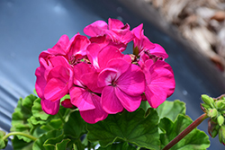Pinto Premium Lavender Rose Geranium (Pelargonium 'Pinto Premium Lavender Rose') at Lakeshore Garden Centres