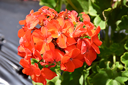 Pinto Premium Orange Geranium (Pelargonium 'Pinto Premium Orange') at Lakeshore Garden Centres