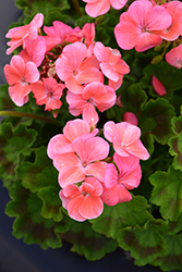 Pinto Premium Salmon Geranium (Pelargonium 'Pinto Premium Salmon') at Lakeshore Garden Centres