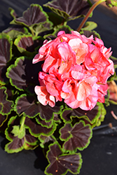 BullsEye Salmon Geranium (Pelargonium 'BullsEye Salmon') at Lakeshore Garden Centres