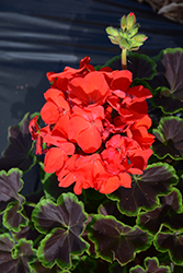 BullsEye Scarlet Geranium (Pelargonium 'BullsEye Scarlet') at Lakeshore Garden Centres
