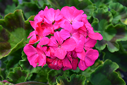 Maverick Rose Geranium (Pelargonium 'Maverick Rose') at Lakeshore Garden Centres