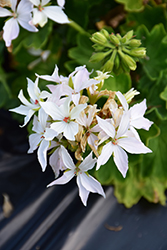 Quantum White Geranium (Pelargonium 'Quantum White') at Lakeshore Garden Centres