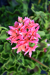 Quantum Salmon Geranium (Pelargonium 'Quantum Salmon') at Lakeshore Garden Centres