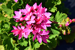 Quantum Rose Geranium (Pelargonium 'Quantum Rose') at Lakeshore Garden Centres